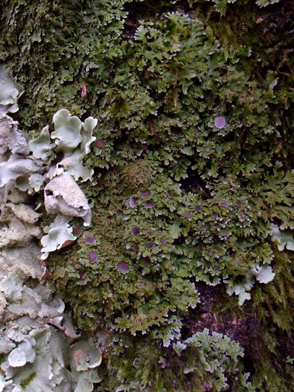 Physconia venusta - lichene su quercia